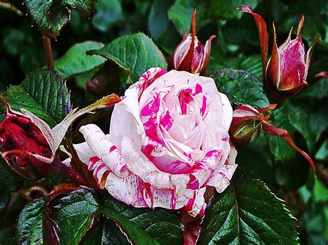 Beautiful Roses In The World Top 10 Most Beautiful Flowers In The