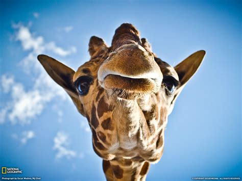 Amazing Animal Pictures From National Geographic July 2011 Amazing