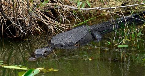 Alligator Captured After Attacking Biting Off Swimmers Arm In Florida
