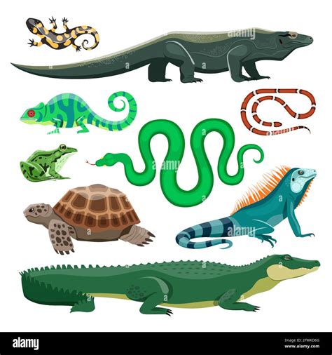 Reptiles And Amphibians Lizard Crocodile And Turtle Snake And Iguana