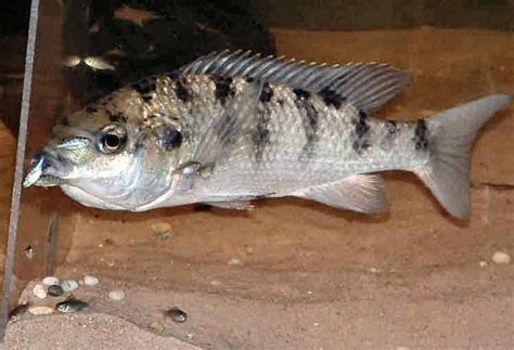 Malawis Prized Chambo Fish Faces Extinction Face Of Malawi