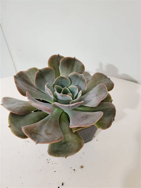 Plante Echeveria Shaviana