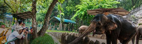 Kebun Binatang Ragunan Di Jakarta Atourin