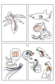 Estos son algunos ejemplos de animales anfibios que respiran por la piel: Respiración animal - EcuRed