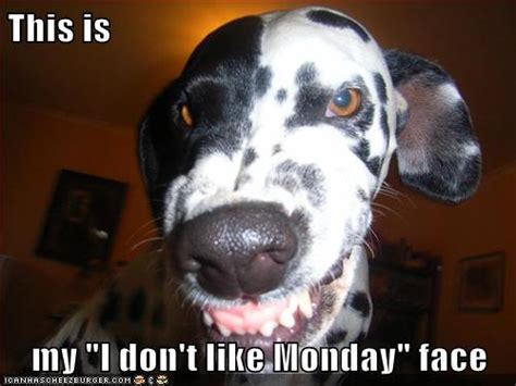 Monday Funny Dog Quotes Quotesgram