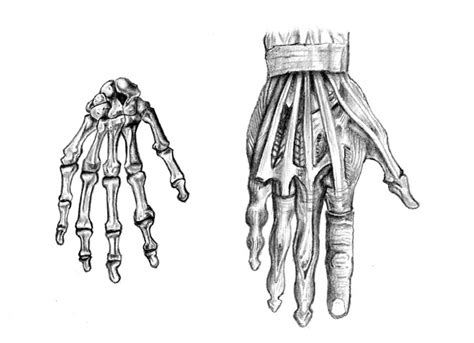 Hand Anatomy By Hobbes82 On Deviantart