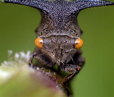 Weird Looking Bug Rwhatsthisbug
