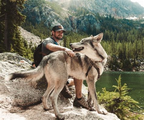 Pet Wolf Dog Guide To Owning A Wolf Hybrid Living Tiny With A Wolf