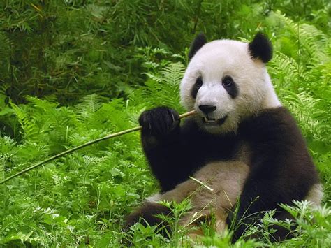 Wallpaper Panda Lucupandamammalterrestrial Animalvertebratenature