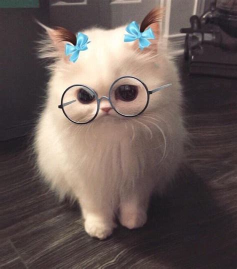 Cat With Snapchat Filter 854x972 Wallpaper