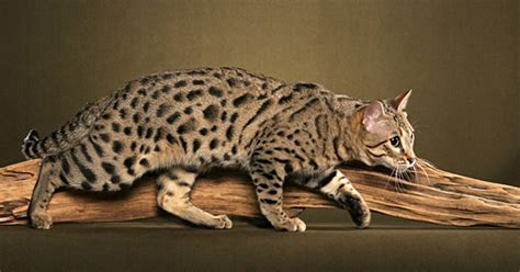 These Exotic Cat Breeds Will Leave You Purring Thatviralfeed