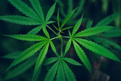 Marijuana Cannabis Plant Hemp Growing Plants Organic