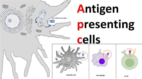 Antigen Presenting Cells Apc Youtube