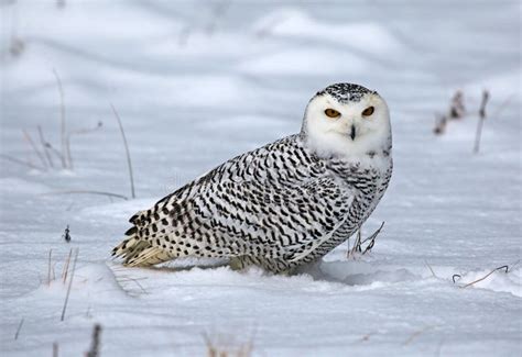 Snowy Owl In The Snow Stock Image Image Of Eyed Eyes 37649939