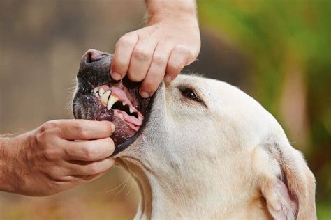 Pink Spots On Dogs Lips 11 Causes And What To Do About It