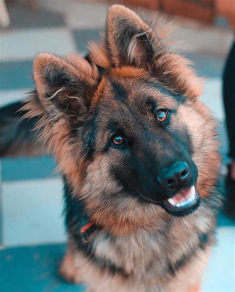 The Miniature German Shepherd Your Ultimate Guide Your Dog Advisor