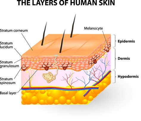 Skin Layers Anatomy