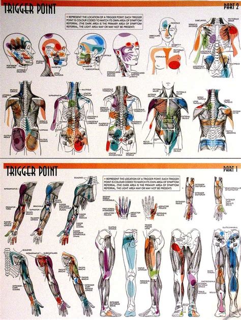 17 Best Images About Massage Myofascial Release Trigger Points
