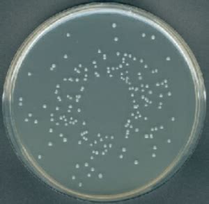 Add 100 mg chloramphenicol/liter when this medium is used for yeast and mold enumeration. PLATE COUNT AGAR - INDUSTRIA NACIONAL DE MICROBIOLOGIA SAS