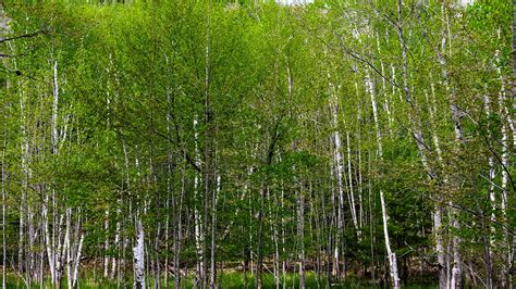 Birch Trees Forest Free Photo On Pixabay Pixabay