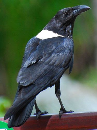 Pied Crow Crow Photography Crow Black Bird