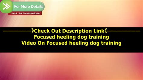 Focused Heeling Dog Training Dog Training Competitive Focused