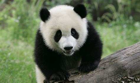 Cute Panda Bears Animals Photo 34916413 Fanpop