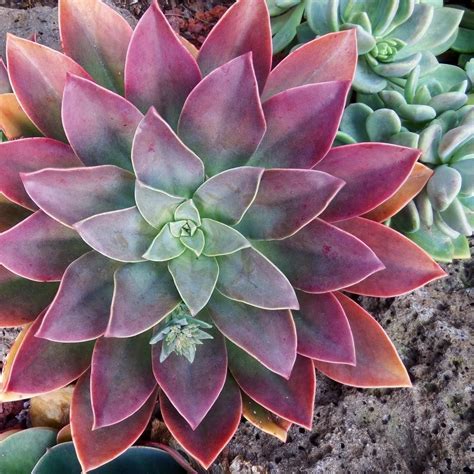Check out our fred ives succulent selection for the very best in unique or custom, handmade pieces from our товары для рукоделия shops. Graptoveria Fred Ives | Planting succulents, Plants, Plant ...
