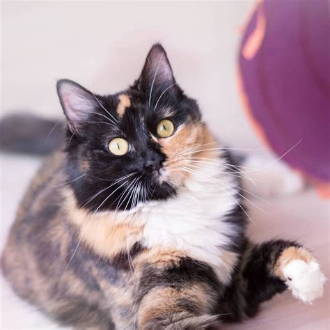 7 Pictures Of Pretty Tortoiseshell Cats And Kittens