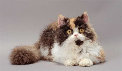 The Selkirk Rex Cat Catbreeds Catimages Catphotos American Wirehair