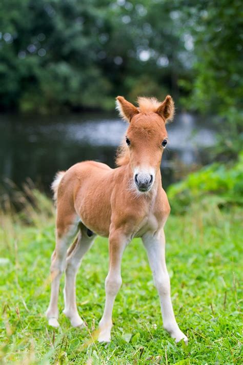 12 Photos That Reveal The Irresistible Cuteness Of Miniature Horses