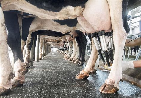 Us Dairy Advances Journey To Net Zero Carbon Emissions By 2050