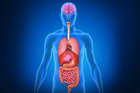 Breathing, a vital body function, is also controlled by the muscles connected to the ribs of the chest and upper back. Why Are Some Internal Organs On One Side Rather Than The Other? | Muhabarishaji News