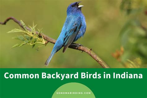 25 Common Backyard Birds In Indiana Sonoma Birding