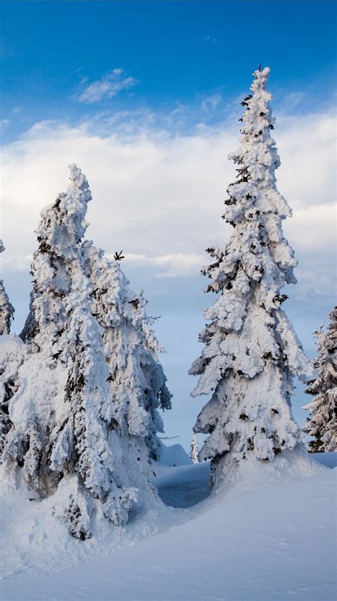 Norway Fir Trees Covered With Snow With Background Of Blue Sky During