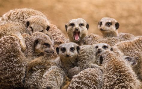 11 Things You Didnt Know About Meerkats Meerkat Animals Brown Bear