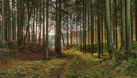 Picture Bavaria Germany Autumn Nature Park Moss Trees 600x343