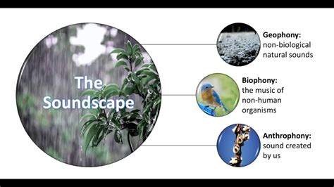 Soundscape Ecology Welcoming The Sounds Of Nature To Your Yard Youtube