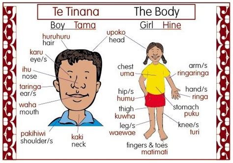When the alphasyllabary is formed, the letter shall. The Body Bilingual Chart | Maori words, Maori, Teaching babies