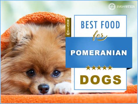 9 Best Pomeranian Dog Foods For Adult And Puppy Pomeranians Exclusive