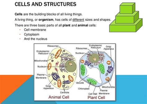 Ncert Class Viii Science Solutions Chapter 8 Cell Structure And