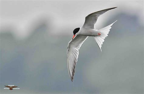 Common Tern 0988 Birdforum
