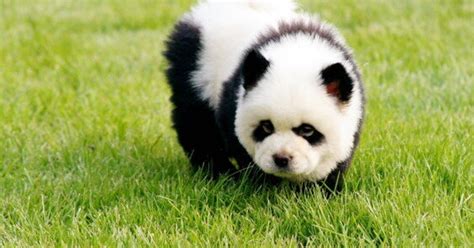 Look Panda Dogs Are Dogs That Look Like Pandas With Images Panda