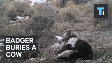 This Amazing Time Lapse Shows A Busy Badger Burying A Cow Carcass Youtube