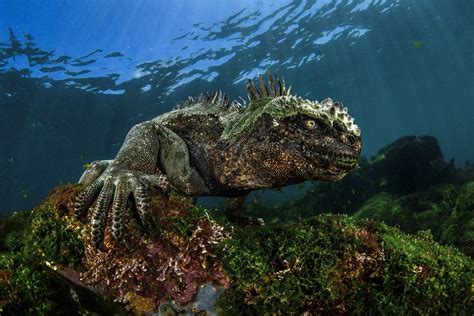 Iguana Underwater Rpics