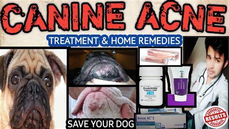 Dog Acne Problem Allopathic Treatment And Home Remedies 100