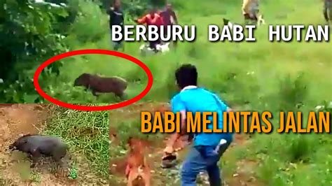 Berburu Babi Hutan Melintas Jalan Berkali Kali Basosoh Porbi Sumbar
