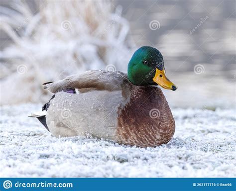 Mallard Duck Laying On Snowy Grass Stock Photo Image Of Hunting
