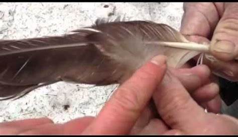 Identification of eagle feather and laws governing possessing American