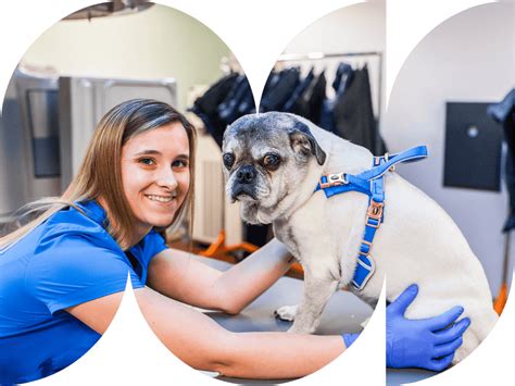 Veterinary Specialists In Fort Myers Fl Fetch Specialty And Emergency